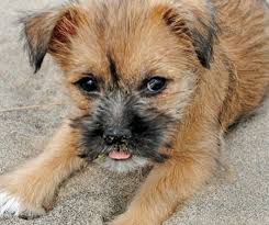 Shih Tzu Terrier Mix Black And Brown Teddy The Cairn Terrier Mix Cairn Terrier Puppies Cairn Terrier Mix Cairn Terrier