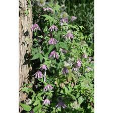 Check spelling or type a new query. Clematis Macropetala Rosy O Grady Pflanzen Fur Dich De 5 95