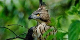Burung garuda digunakan sebagai simbol negara untuk menggambarkan bahwa negara indonesia adalah bangsa yang besar dan negara yang kuat. 5 Fakta Elang Jawa Burung Legendaris Asal Tanah Jawa Yang Terancam Punah Merdeka Com