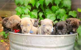 Maybe you would like to learn more about one of these? Pitbull Puppies Rocket Dog Rescue