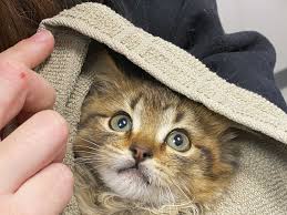 Sometimes cats come to cat care society that aren't well suited for adoption. Kitten Frozen To Truck Tire In Denver Rescued Given Shelter