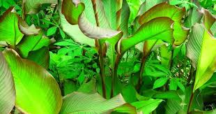 Image result for gambar ganyong