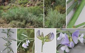 Image result for Psoralea