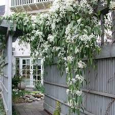 clematis armandii groenblijvend evergreen clematis evergreen plants evergreen vines