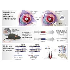 Es b87256404 p3 getafe los olivos park slcalle pinar, s/n. Systemic Delivery Of Antagomirs During Blood Brain Barrier Disruption Is Disease Modifying In Experimental Epilepsy Molecular Therapy