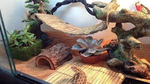 Imgur Post Imgur Beardeddragonideas Beardeddragoncagediy Beardeddragonhabitat Baby Bearded Dragon Bearded Dragon Habitat Bearded Dragon Care