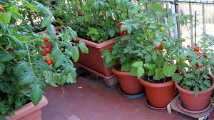 Some plants also help repel insects, such. 6 Trends Shaping The Home Vegetable Garden Market Greenhouse Grower