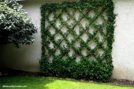 Ivy Trellis Diy Trellis Plants Plant Wall Wall Trellis
