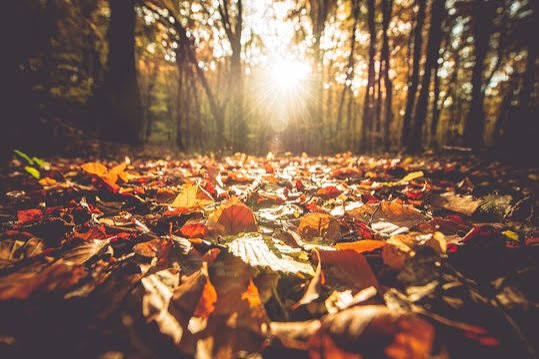 Fall Images – Browse 27,718,041 Stock Photos, Vectors, and Video | Adobe  Stock