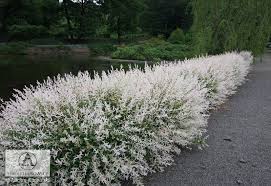 Like other hollies, the male and female plants are separate. Tri Color Willow Salix Integra Hakuro Nishiki Zone 5 9 Height Width 8 10ft Full To Partial Sun Adaptable To All Garden Shrubs Dappled Willow Landscape
