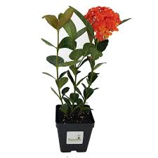 Image result for Ixora coccinea
