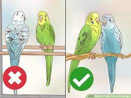 How To Take Care Of A Budgie (With Pictures) - Wikihow | Pet Bird Cage, Pet  Birds, Dog Paw Care