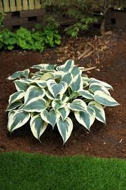 Plantain lilies are fascinating plants that find more and more admirer. Hosta Firn Line Verschoor Horticulture