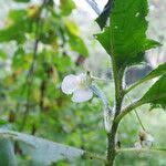 Image result for Impatiens burtonii