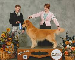 The golden retriever is a gorgeous, large, energetic breed. Wonderland S Golden Retrievers Melrose Florida Golden Retriever Puppies Golden Retrievers Breeders