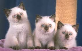 British Shorthair British Shorthair Baby Animals Cuddly Animals