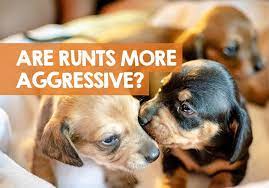 Are Runts Of The Litter More Aggressive Yes No Here S Why