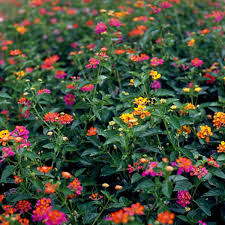 Image result for Lantana camara