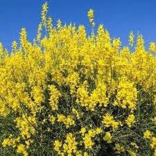 Image result for Aptosimum junceum