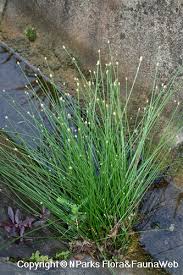 Image result for Isolepis sp.no.1