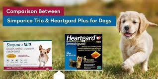 Comparison Between Simparica Trio And Heartgard Plus For Dogs Dogs Pets Heartworm