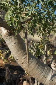 Image result for Moringaceae