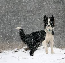 Border Collie In The Snow Border Collie Lover Collie Dog Border Collie Dog