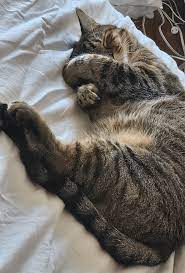El gato se comió un hilo de 60 centímetros. Estoy en pánico. : r/cats