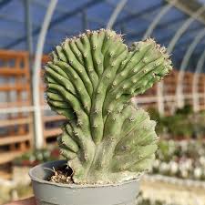 Image result for Lophocereus