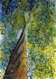 In either case, a mature tree in. Yellowwood Tree Evergreen Trees Tree Evergreen