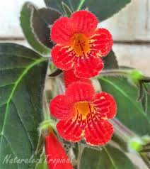 Naturaleza Tropical