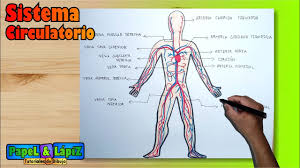 Veja mais ideias sobre sistema circulatório, medicina, cardiovascular. Como Dibujar Y Pintar El Sistema Aparato Circulatorio Humano Youtube