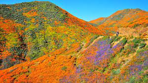 Maybe you would like to learn more about one of these? Flower Power Lake Elsinore Reopens Poppy Fields Amid Traffic Nightmare Times Of San Diego