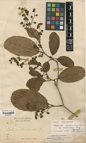 Image result for Tetracera