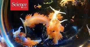 Maybe you would like to learn more about one of these? Japan Tsunami In 2011 Sent A Million Sea Animals Floating Across The Pacific Towards The Us Coast