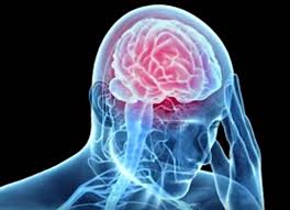 It is located in the head. New Findings On Brain Structure Open Door To Better Understanding Of Neurological Diseases