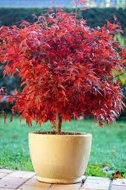 Maybe you would like to learn more about one of these? Shop By Category Ebay Japanese Maple Tree Potted Trees Plants
