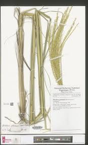 Image result for Phacelurus gabonensis