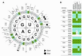 What is the amino acid sequence of the polypeptide produced according to this dna information? Amino Acids Benefits Structure Function Biology Dictionary
