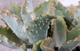 Pin On Cactus Suculenta Y Crasas
