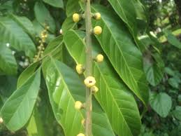 Image result for Polystachya