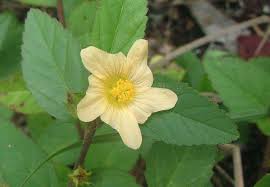 Image result for Sida ovata