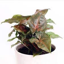 Syngonium Podophyllum Maria Arrowhead Vine Easy Care Plants Plants Arrowhead Plant