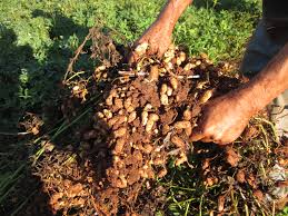 These nuts are actually healthful and nutritious food and can be grown around the world. Do Peanuts Grow On Trees The Tree Center