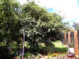 Image result for Celtis africana
