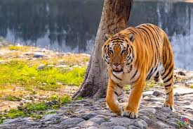 Pin On Wildlife