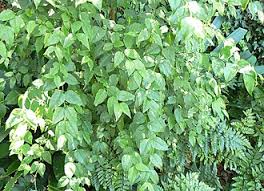 Image result for Halleria lucida