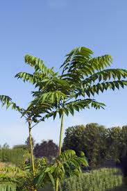 Image result for Toona