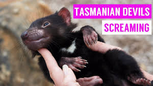 A tasmanian devil is a marsupial. Cute Tasmanian Devil Screaming And Growling Compilation 2017 Youtube