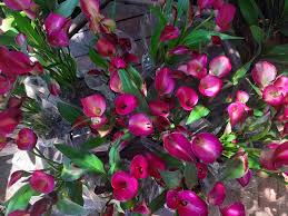 Image result for Aeollanthus rehmannii